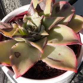 Photo of the plant species Echeveria White Cloud by @HeavenlyFuscia named Sir Plancelot on Greg, the plant care app