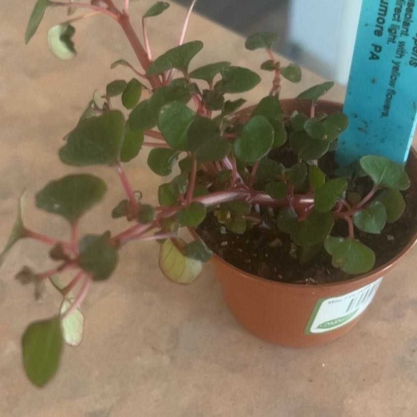 Photo of the plant species Yellow Impatiens by @SpicyMastic named Daphne on Greg, the plant care app