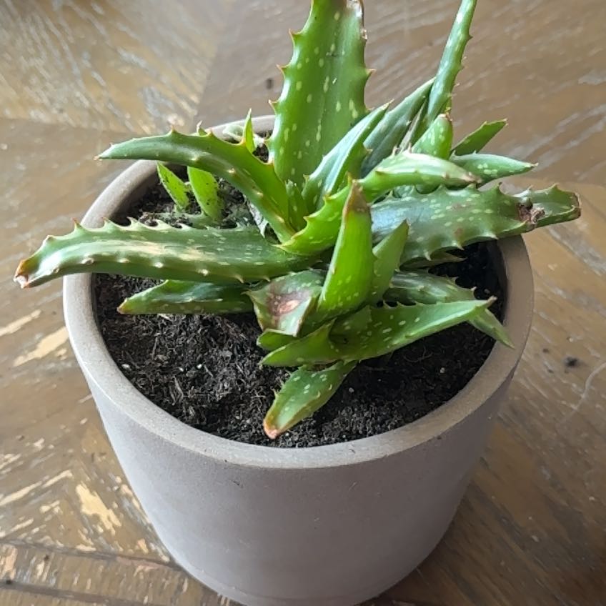 Potted Aloe Night Sky plant with some browning at the leaf tips.