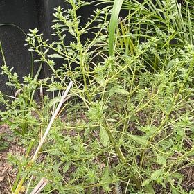 Photo of the plant species Prostrate Pigweed by @UltraKohleria named James Dean on Greg, the plant care app