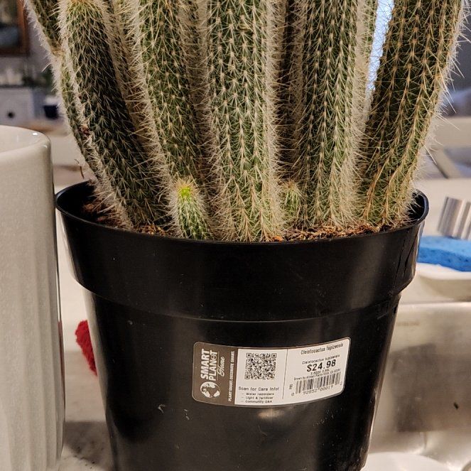 Photo of the plant species Cleistocactus tupizensis by @WittyLakesedge named Bodhi on Greg, the plant care app