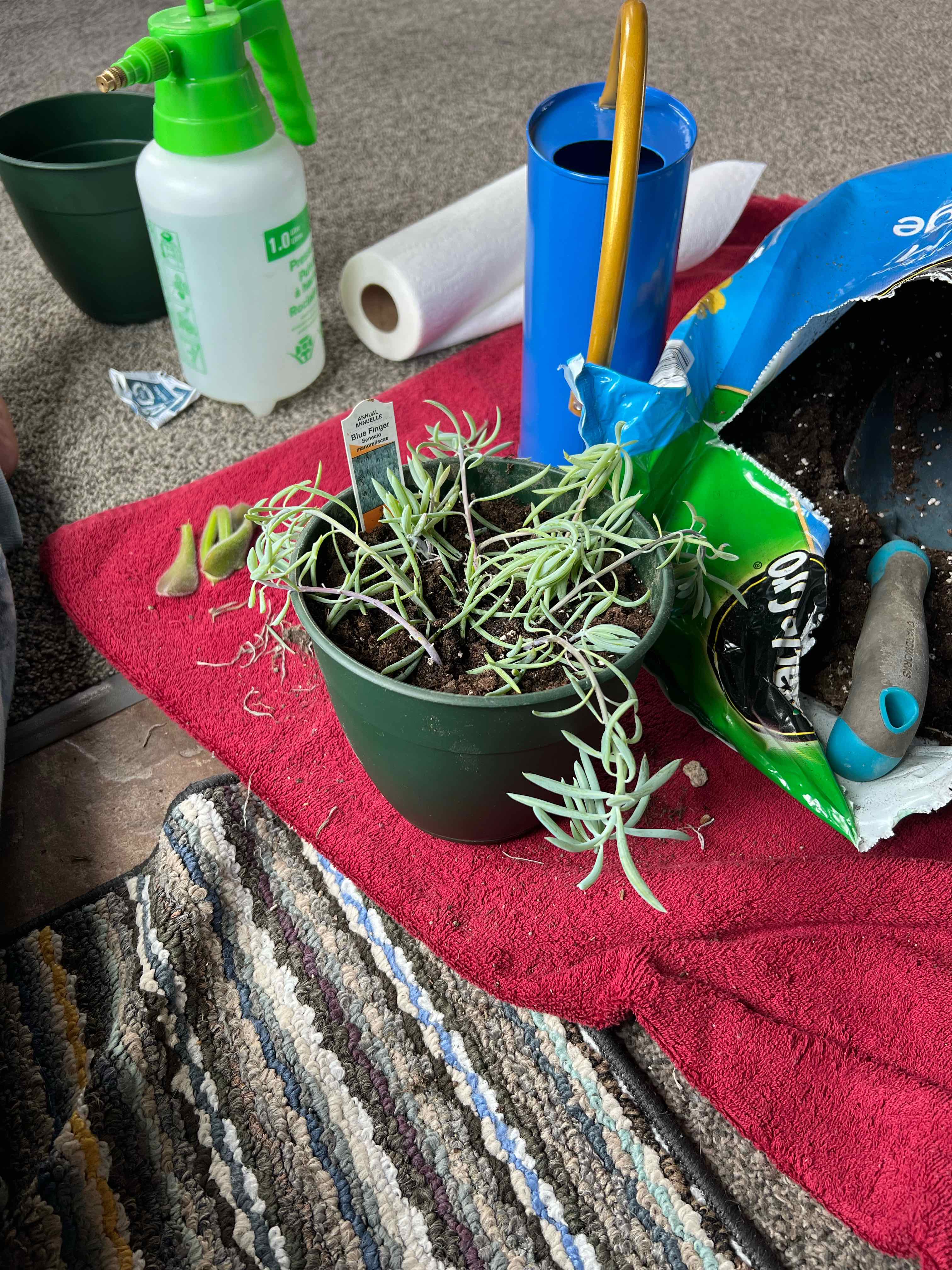 Potted Woolly Senecio plant with gardening tools and supplies around.
