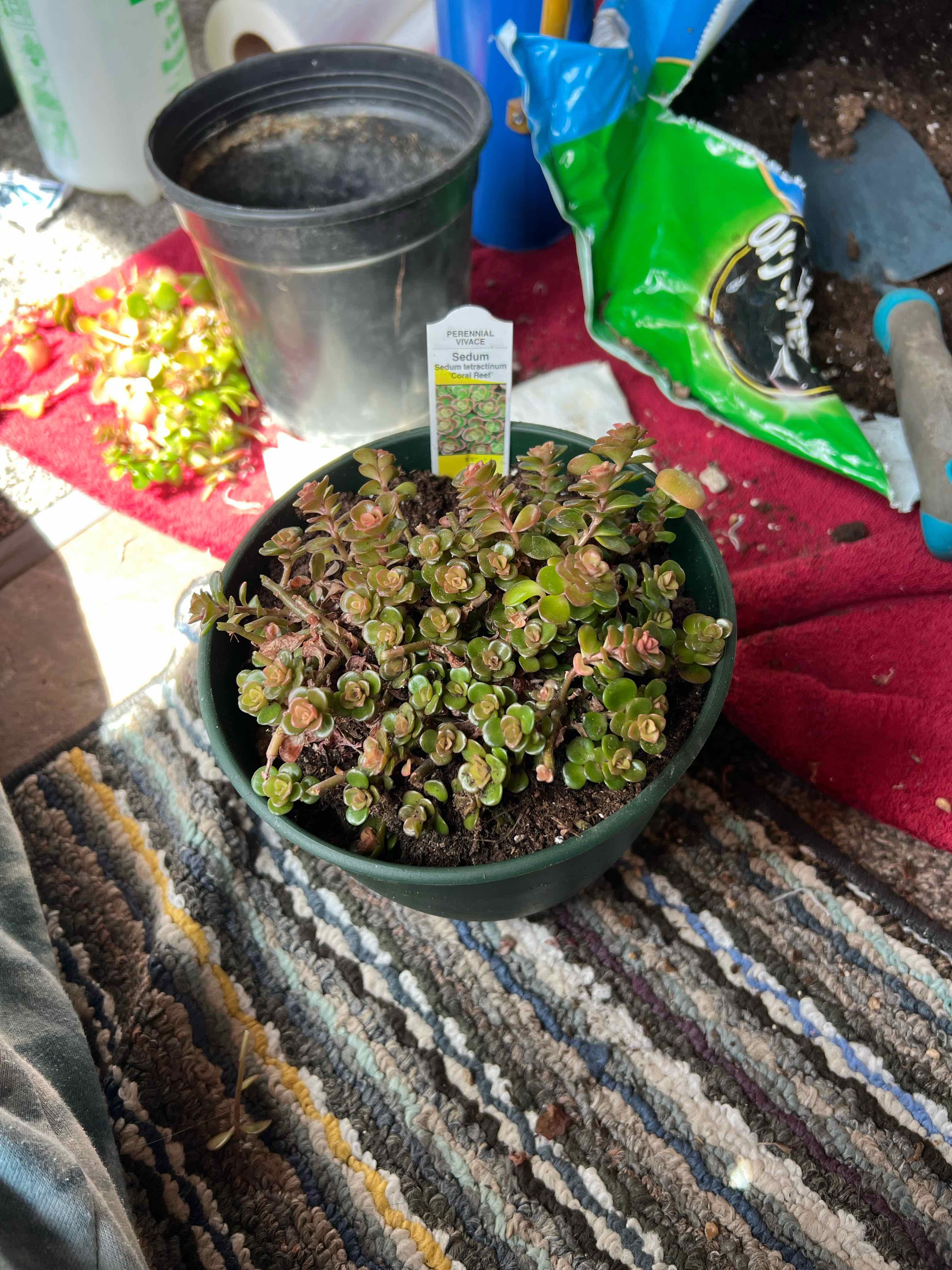 Photo of the plant species Sedum tetractinum 'Coral Reef' by @FestalBaldbrome named LiloStitch on Greg, the plant care app