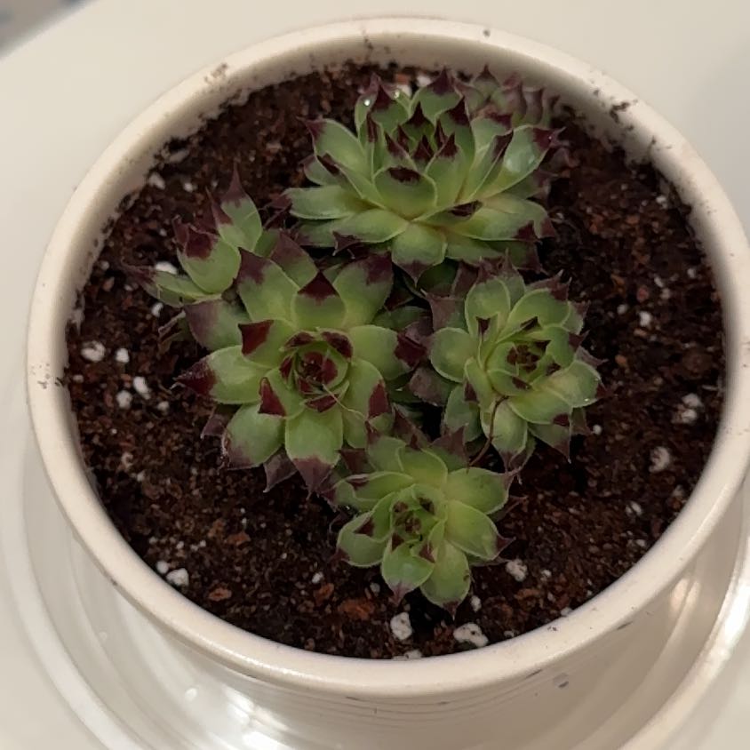 Photo of the plant species Sempervivum calcareum 'Oddity' by @GladSwamptupelo named Shakira on Greg, the plant care app