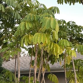 Photo of the plant species Octopus Tree by @AvidBurrchervil named Curie on Greg, the plant care app