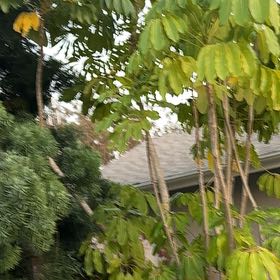 Photo of the plant species Octopus Tree by @AvidBurrchervil named Figyonce on Greg, the plant care app