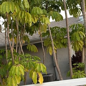 Photo of the plant species Octopus Tree by @AvidBurrchervil named Harmony on Greg, the plant care app
