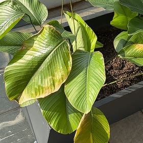 Photo of the plant species Sweet Prayer Plant by @HeadBogrhubarb named da Vinci on Greg, the plant care app