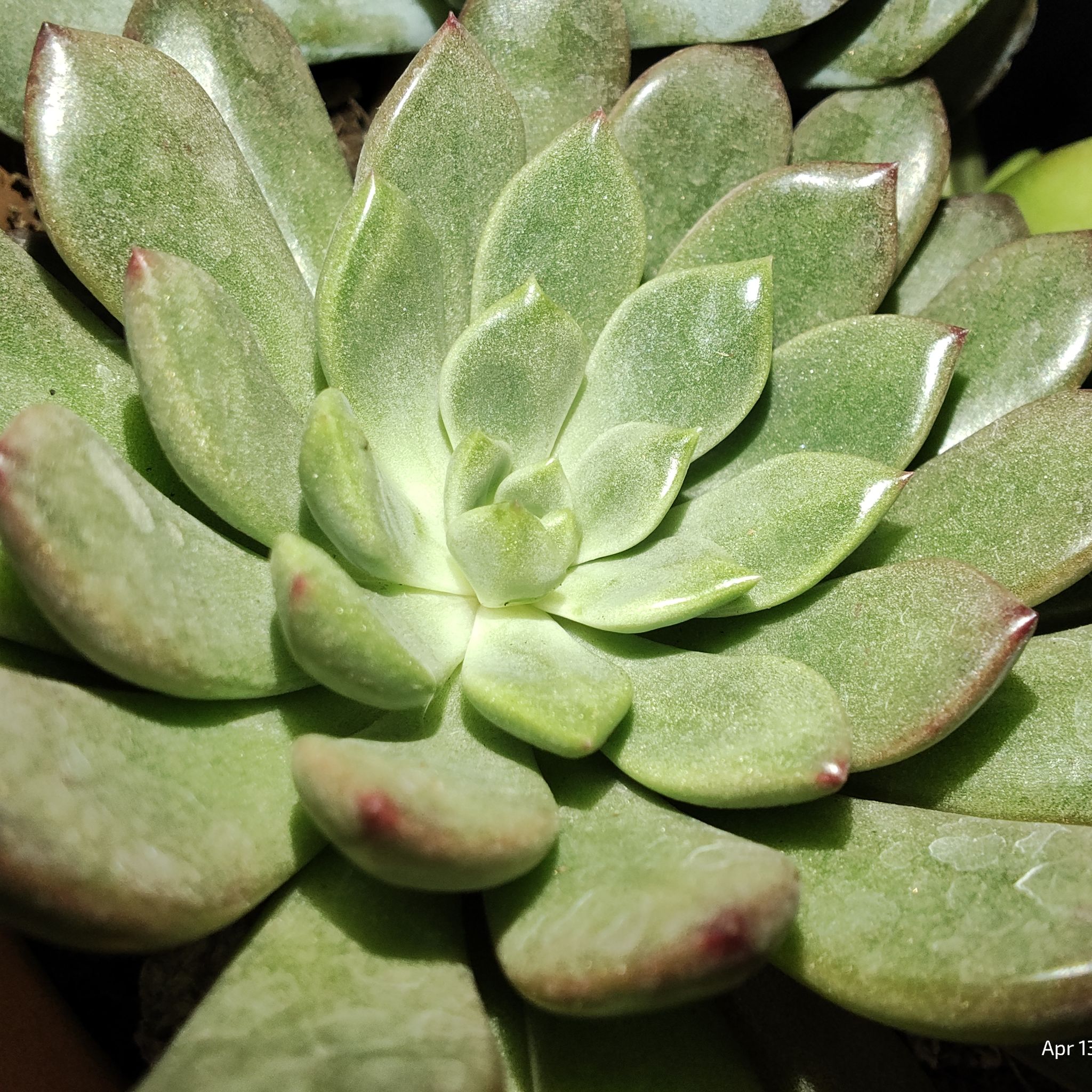 Photo of the plant species Red Edge Echevaria by @FabPygmyFrog named Mollie on Greg, the plant care app