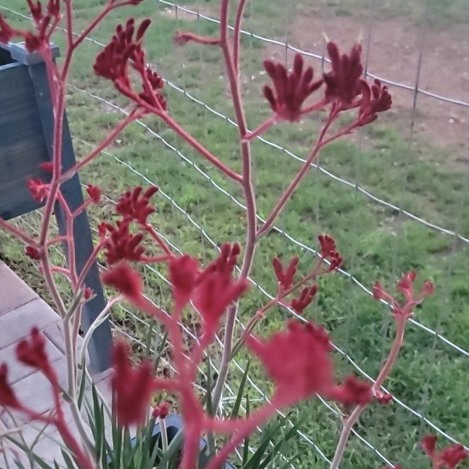 Photo of the plant species Red Kangaroo Paw by @SnazzyAraceae named Terra on Greg, the plant care app