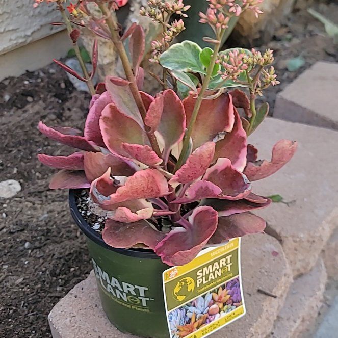 Photo of the plant species Kalanchoe blossfeldiana 'Creamed Scallops Variegata' by @SnazzyAraceae named Gomez on Greg, the plant care app