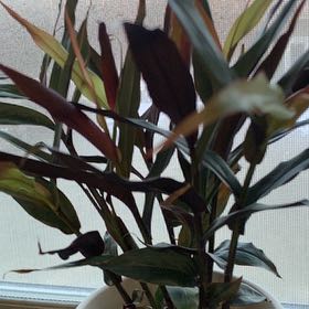 Plant care for Forrest's Ginger on Greg, the plant care app