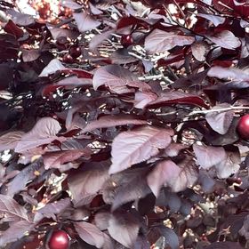 Photo of the plant species Cherry Plum by @HardyStinkwort named Bieber on Greg, the plant care app