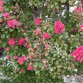 Photo of the plant species Crape Myrtle by @HardyStinkwort named Winston on Greg, the plant care app
