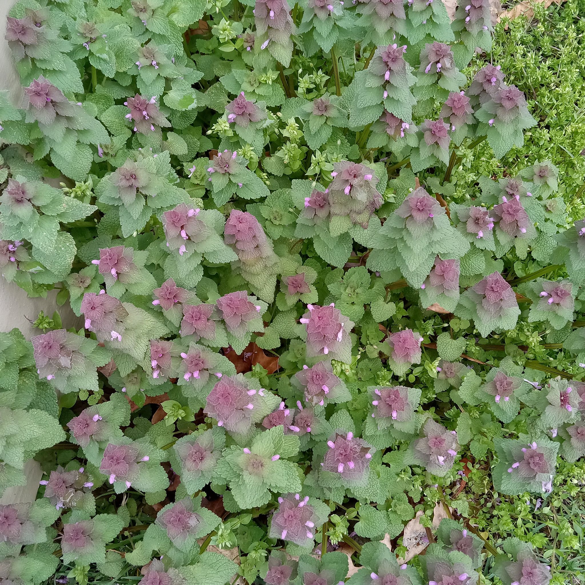 Dense growth of Purple Archangel plants with purple-tinted leaves and small flowers.