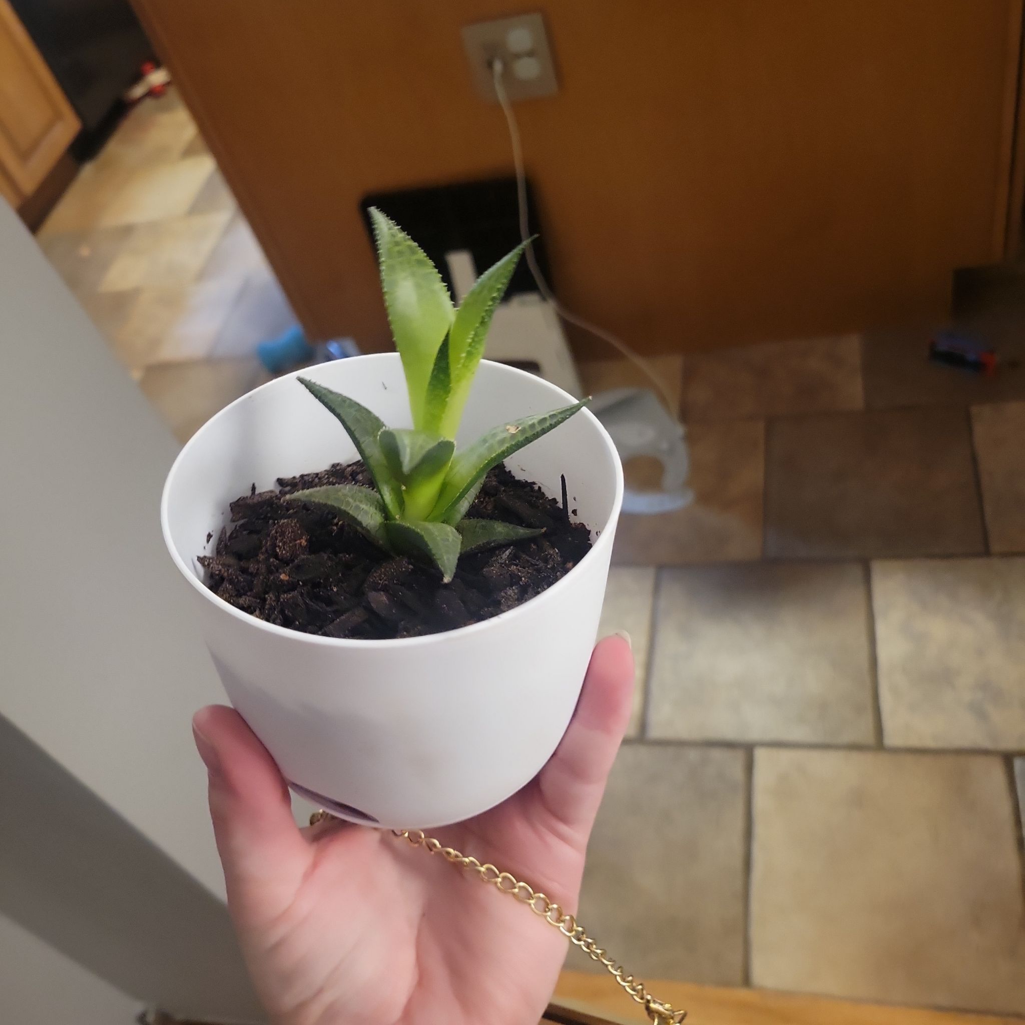 A healthy Veined Haworthia plant in a white pot held by a hand.