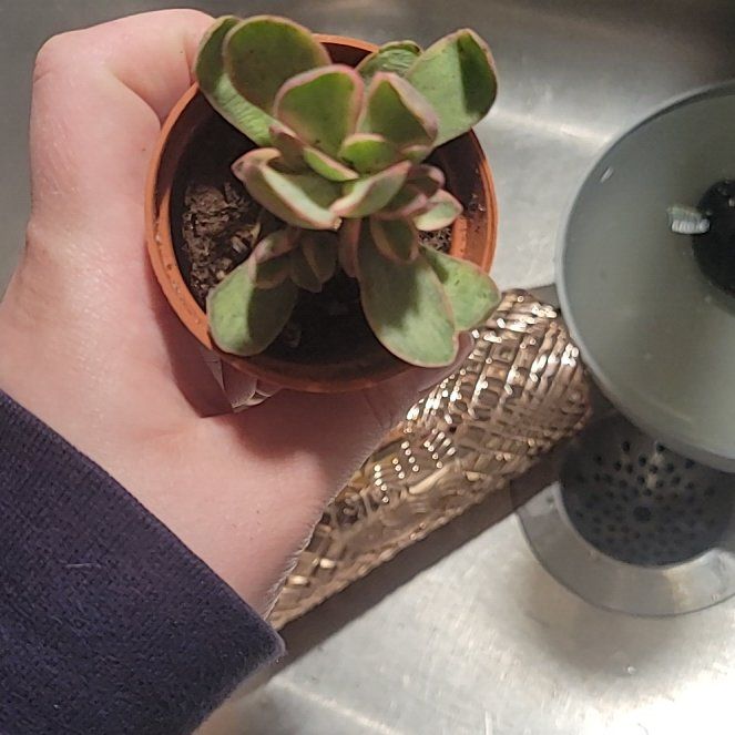 Photo of the plant species Echeveria by @TitanicSarcodes named Gates on Greg, the plant care app