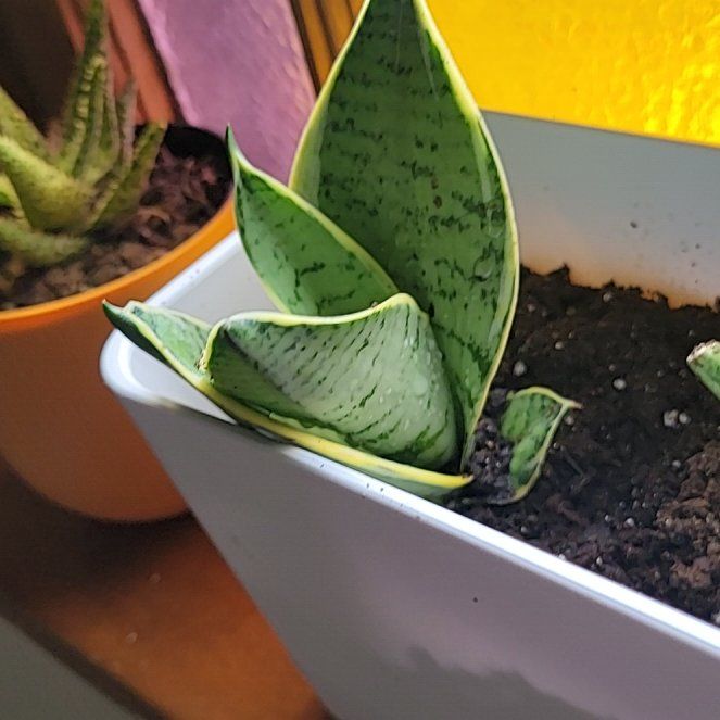 Photo of the plant species Snow White Snake Plant by @TitanicSarcodes named Marilyn on Greg, the plant care app