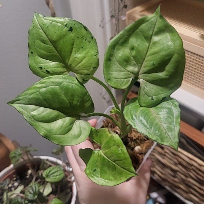 Photo of the plant species Grey Ghost by @TitanicSarcodes named Nemo on Greg, the plant care app