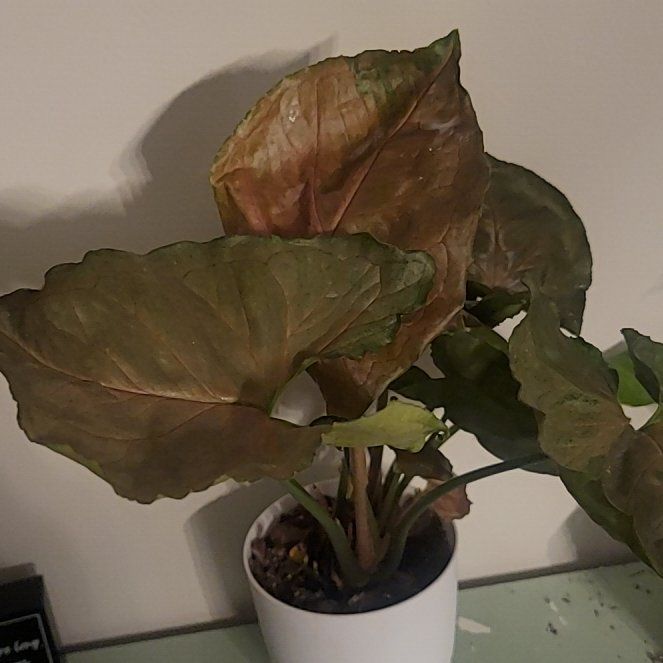 Photo of the plant species Syngonium Chocolate by @TitanicSarcodes named Oscar on Greg, the plant care app