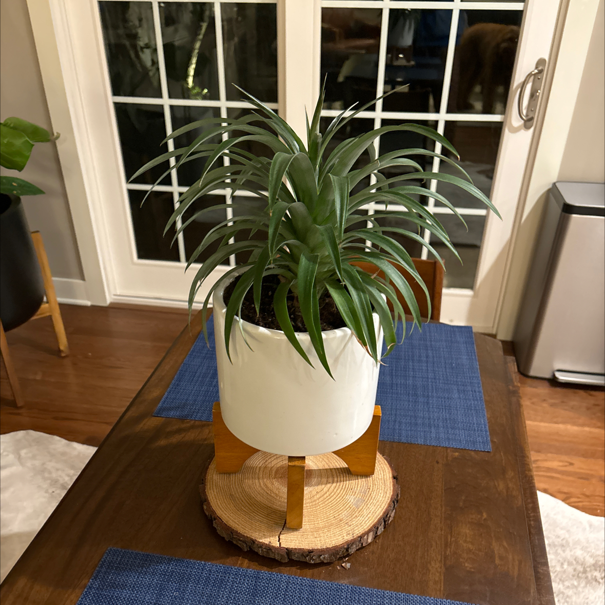 Photo of the plant species pineapple by @FabLemongrass named Emerson on Greg, the plant care app