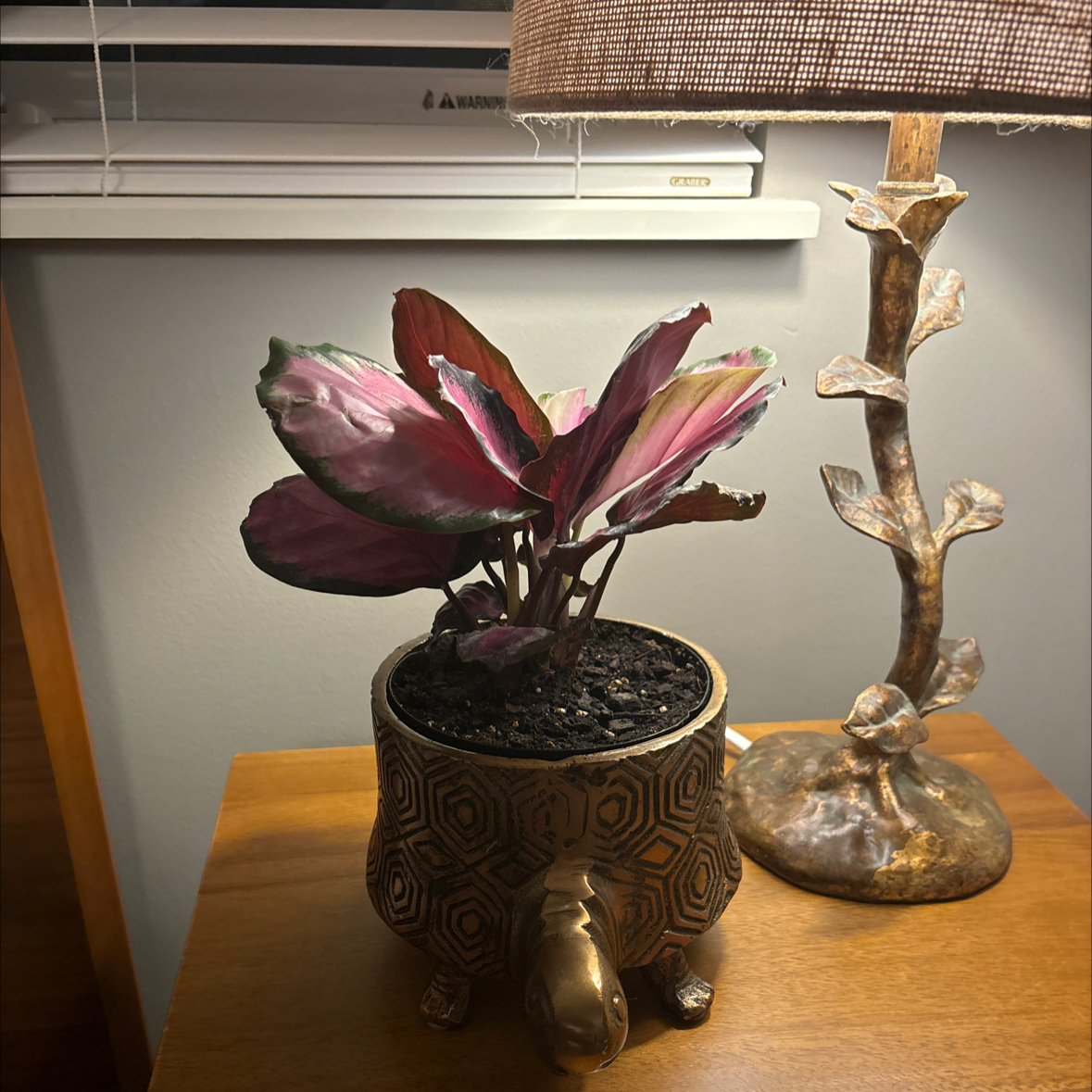 Calathea Rosy plant in a decorative pot on a wooden surface with a lamp in the background.