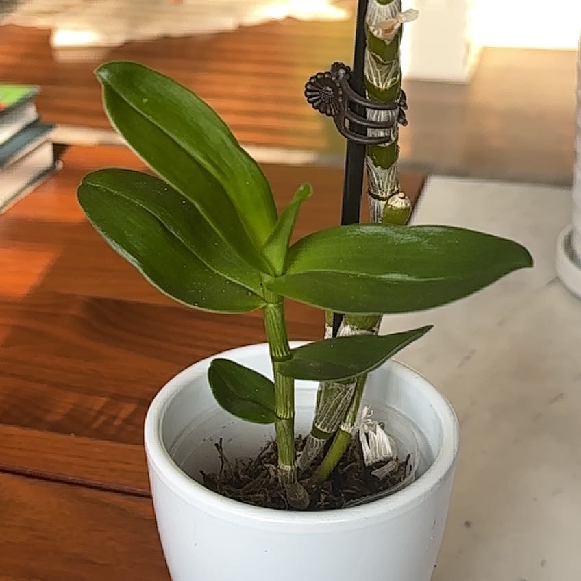 Healthy Dendrobium Phalaenopsis plant in a white pot with vibrant green leaves.