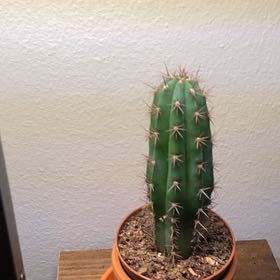 Photo of the plant species Echinocereus subinermis by @ProBismarckia named Spike on Greg, the plant care app