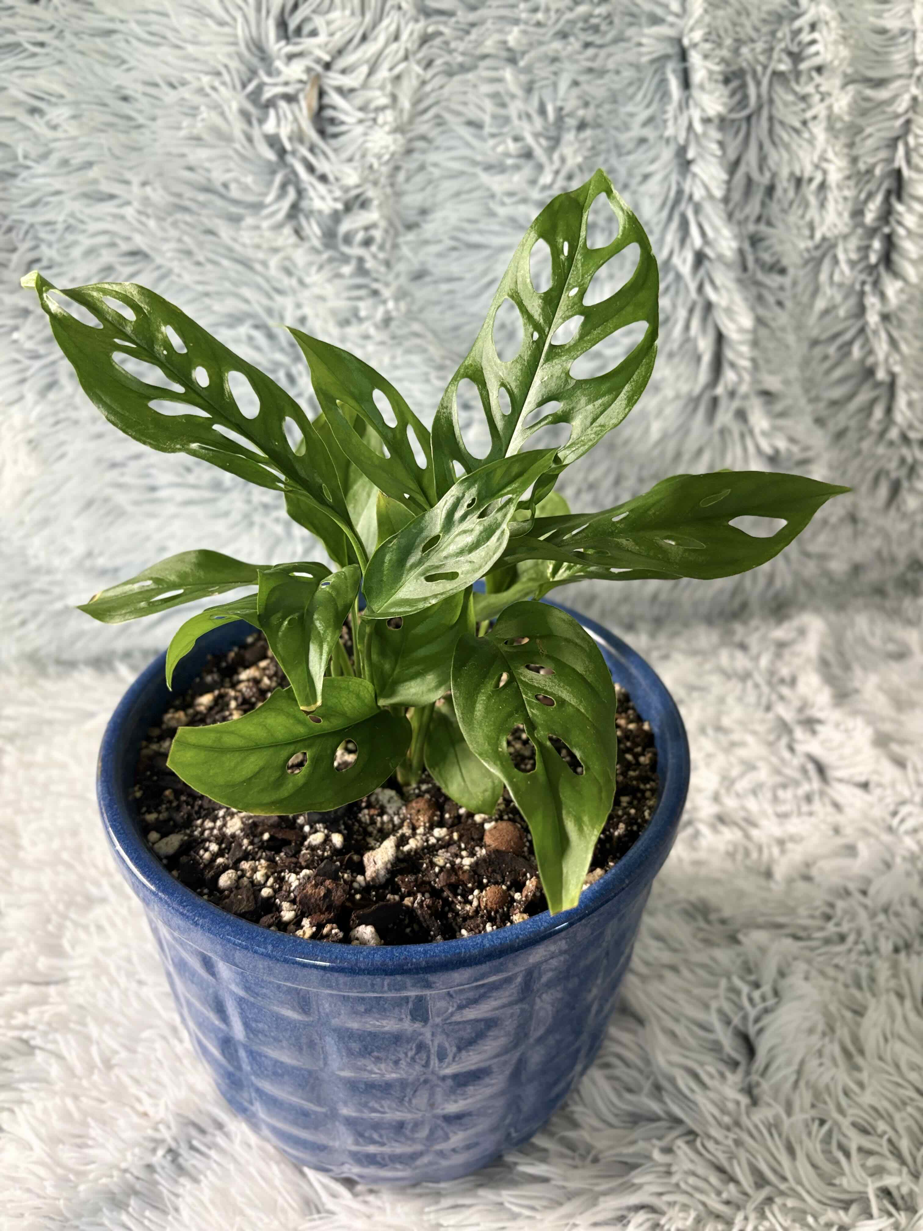 Photo of the plant species Monstera obliqua cf Pangui by @TastefulCorkoak named Aristotle on Greg, the plant care app