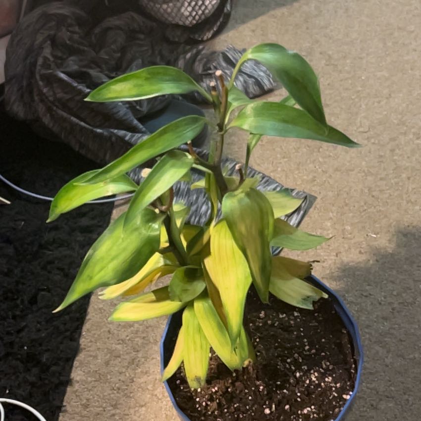 Plant care for Snowcapped Begonia on Greg, the plant care app