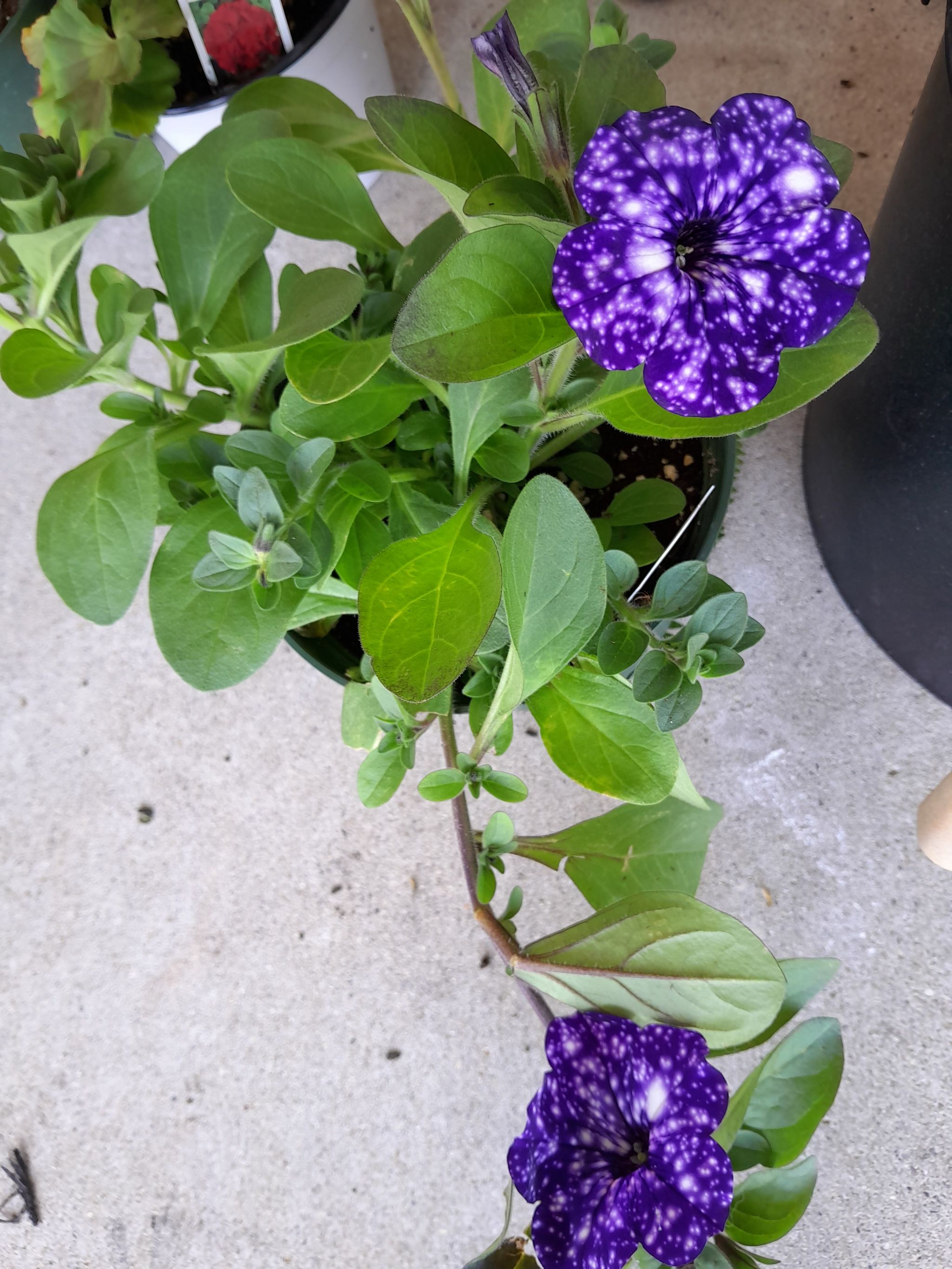 Night Sky Petunia plant with vibrant purple flowers featuring white speckles.