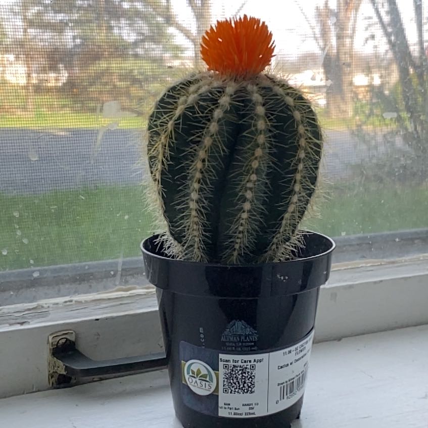 Photo of the plant species Notocactus succineus by @FamilyFirst named Sunfire Orb on Greg, the plant care app
