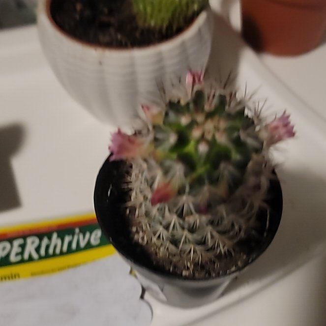 Photo of the plant species Mammillaria microhelia by @ElementalAlula named Muhammad Ali on Greg, the plant care app