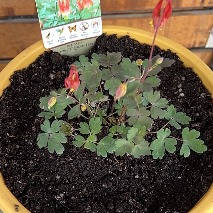 Photo of the plant species Little Lanterns Columbine by @FreshPansy named Oscar on Greg, the plant care app