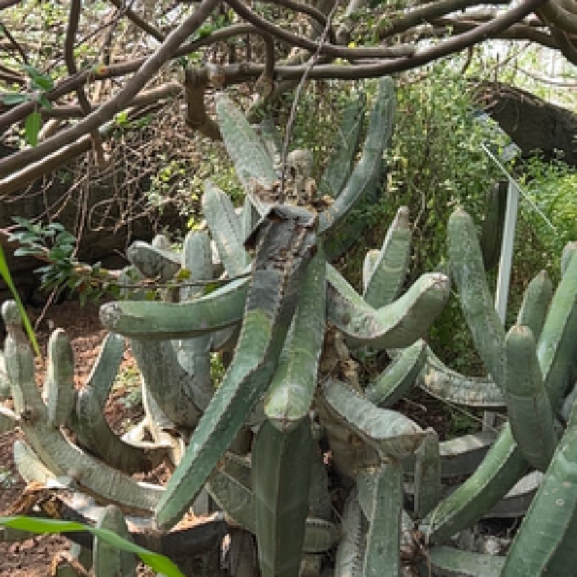 Photo of the plant species Gasteria Acinacifolia by @NoteworthyOmnom named Shakira on Greg, the plant care app