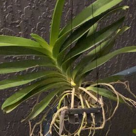 Photo of the plant species Pachara Delight Blue Orchid by @SunnyFirecroton named Sage on Greg, the plant care app