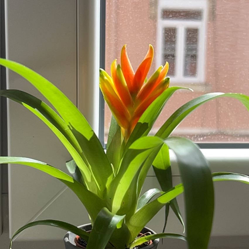 Photo of the plant species vriesea icterica by @NovelRoseheath named Austen on Greg, the plant care app