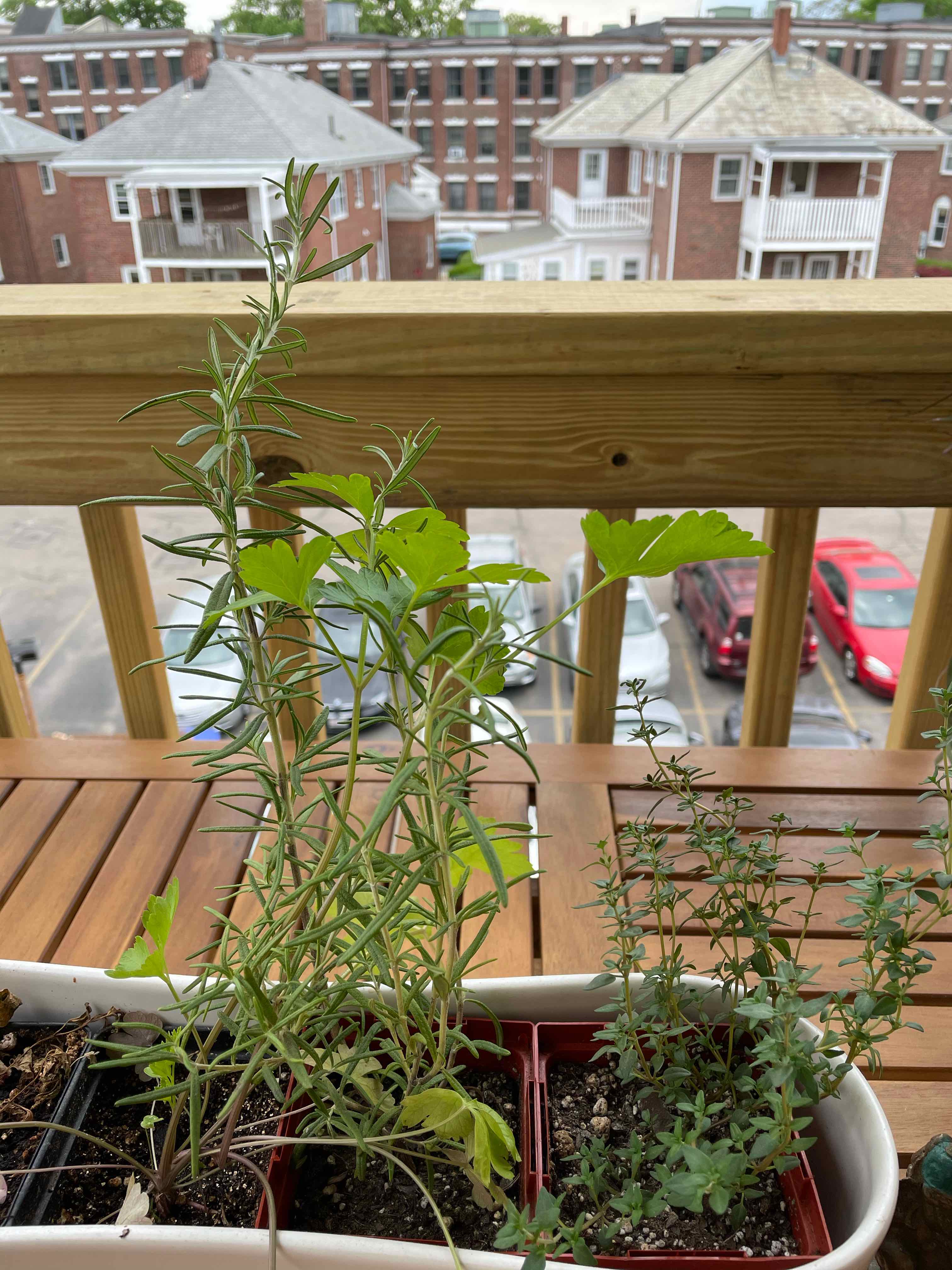 Potted Italian Parsley plant on a balcony with visible yellowing leaves.