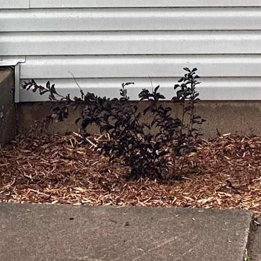 Photo of the plant species Black Diamond® Purely Purple™ Crepe Myrtle by @PrimoBaybean named Beckham on Greg, the plant care app