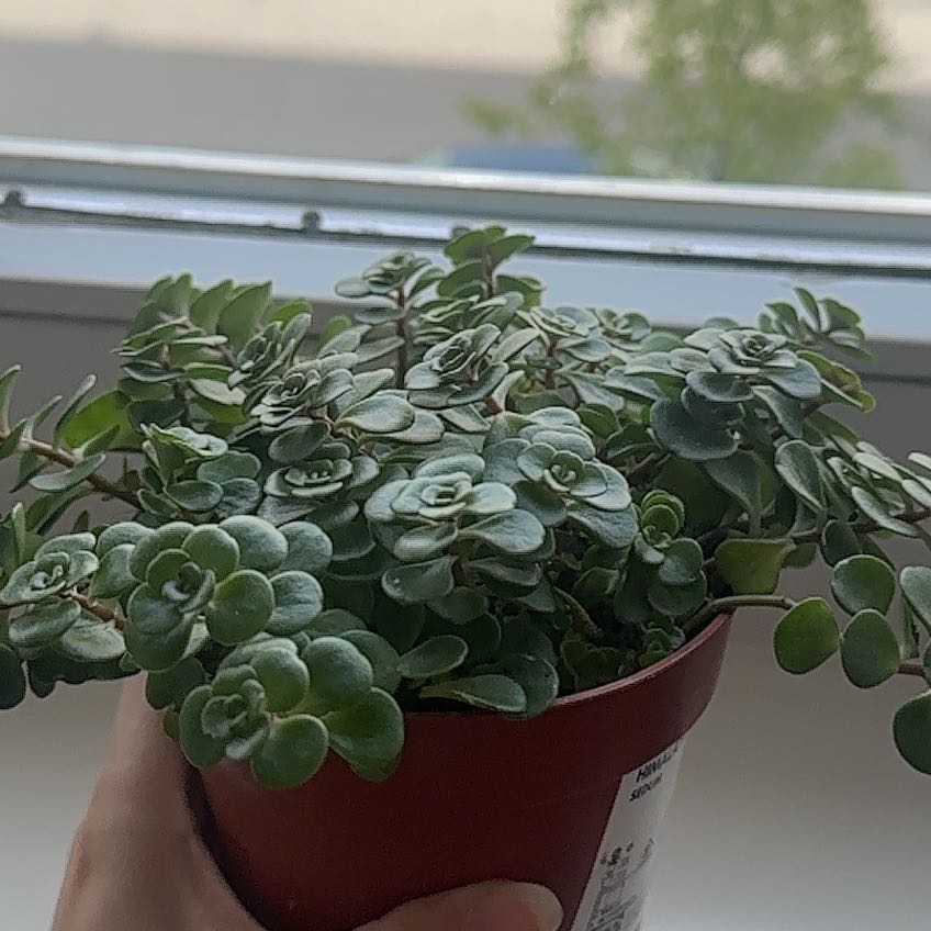 Potted Sedum 'Himalayan Skies' plant on a windowsill, held by a hand.