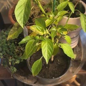 Photo of the plant species Ornamental Pepper by @CoffeeWitch named Mr. Pepper on Greg, the plant care app
