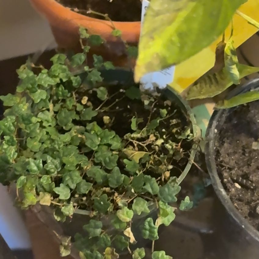 Photo of the plant species Ficus quercetorum by @CoffeeWitch named Clumpy on Greg, the plant care app