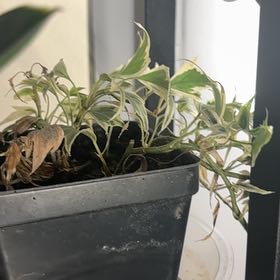 Photo of the plant species Canarian Ivy by @CoffeeWitch named Ivy on Greg, the plant care app