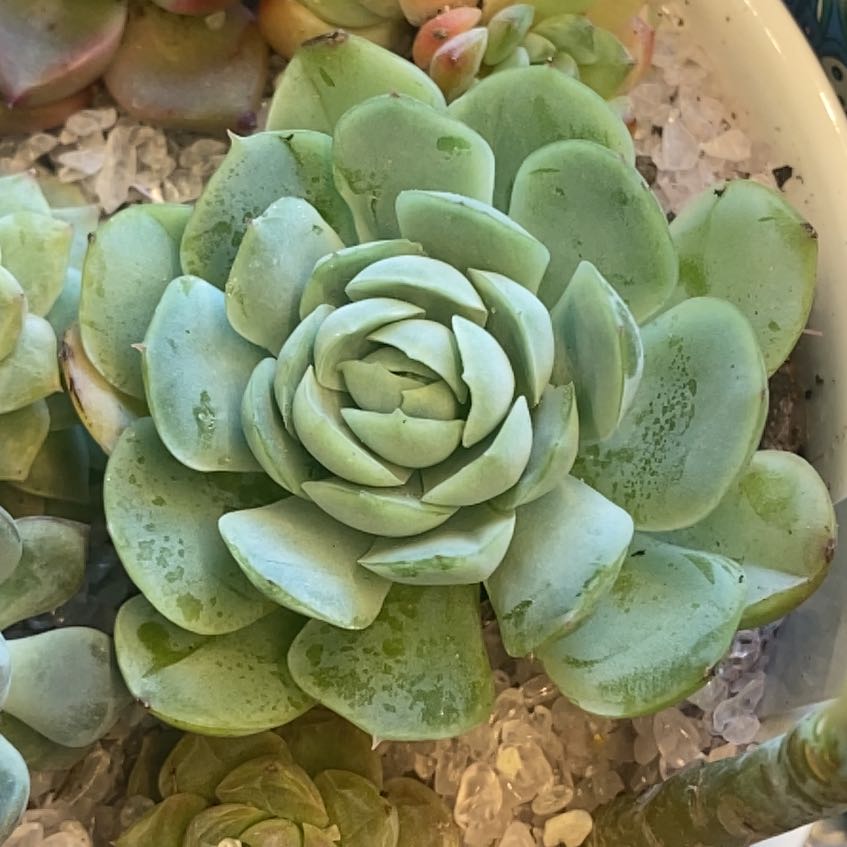 Photo of the plant species Echeveria 'Raspberry Ice' by @WordsmithTitoki named Girlfrond on Greg, the plant care app