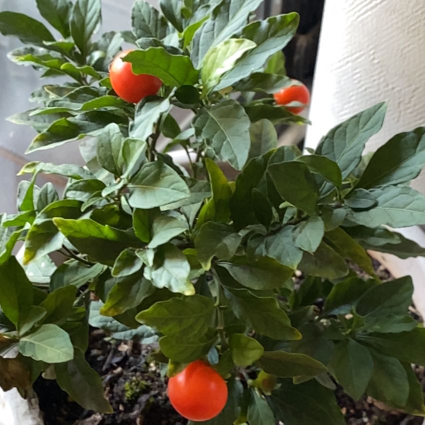 Photo of the plant species Jerusalem Cherry by @QuickStargilia named Denali on Greg, the plant care app