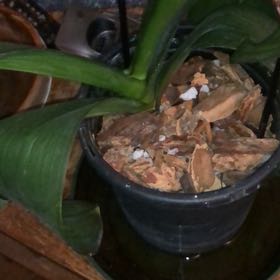 Photo of the plant species vanilla orchid by @FlyingPixiecap named Ulysses S Plant on Greg, the plant care app
