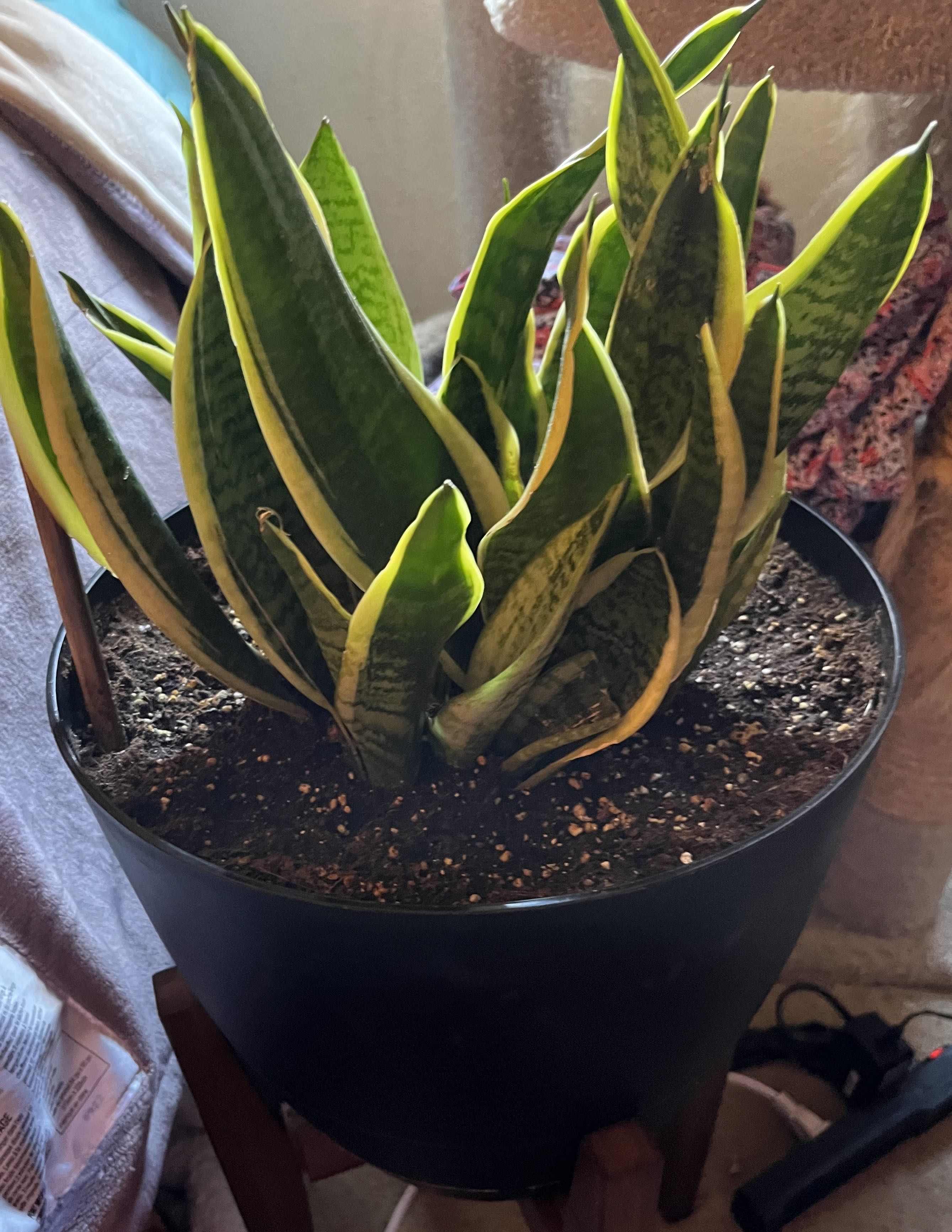 Photo from the post