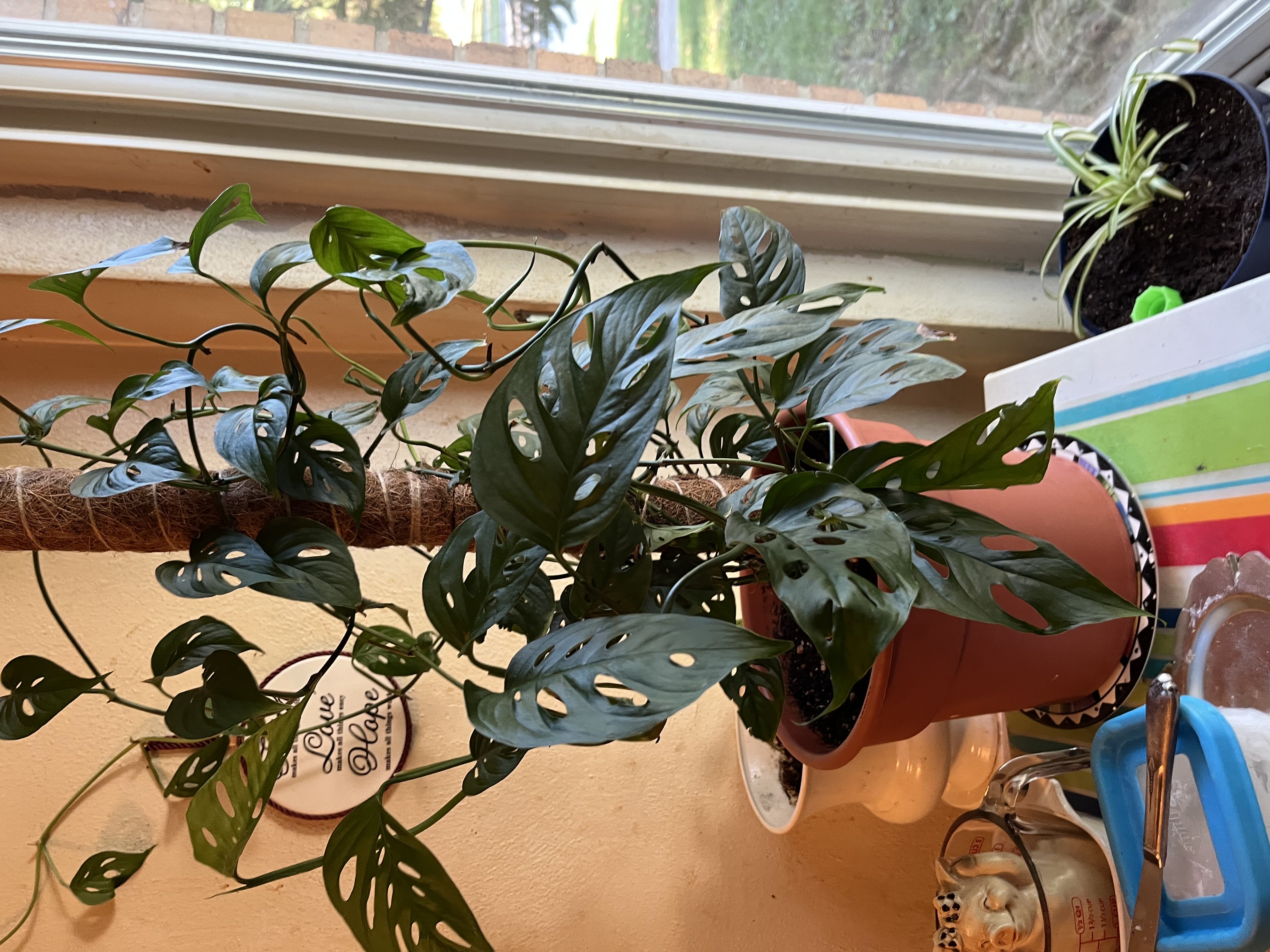Photo from the post