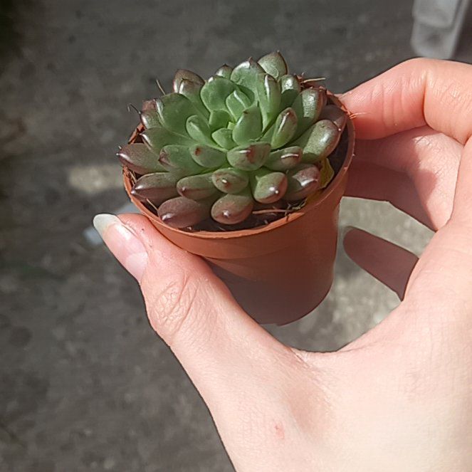 Photo of the plant species Pink Ruby Echeveria by @UntroubledWorm named Daphne on Greg, the plant care app