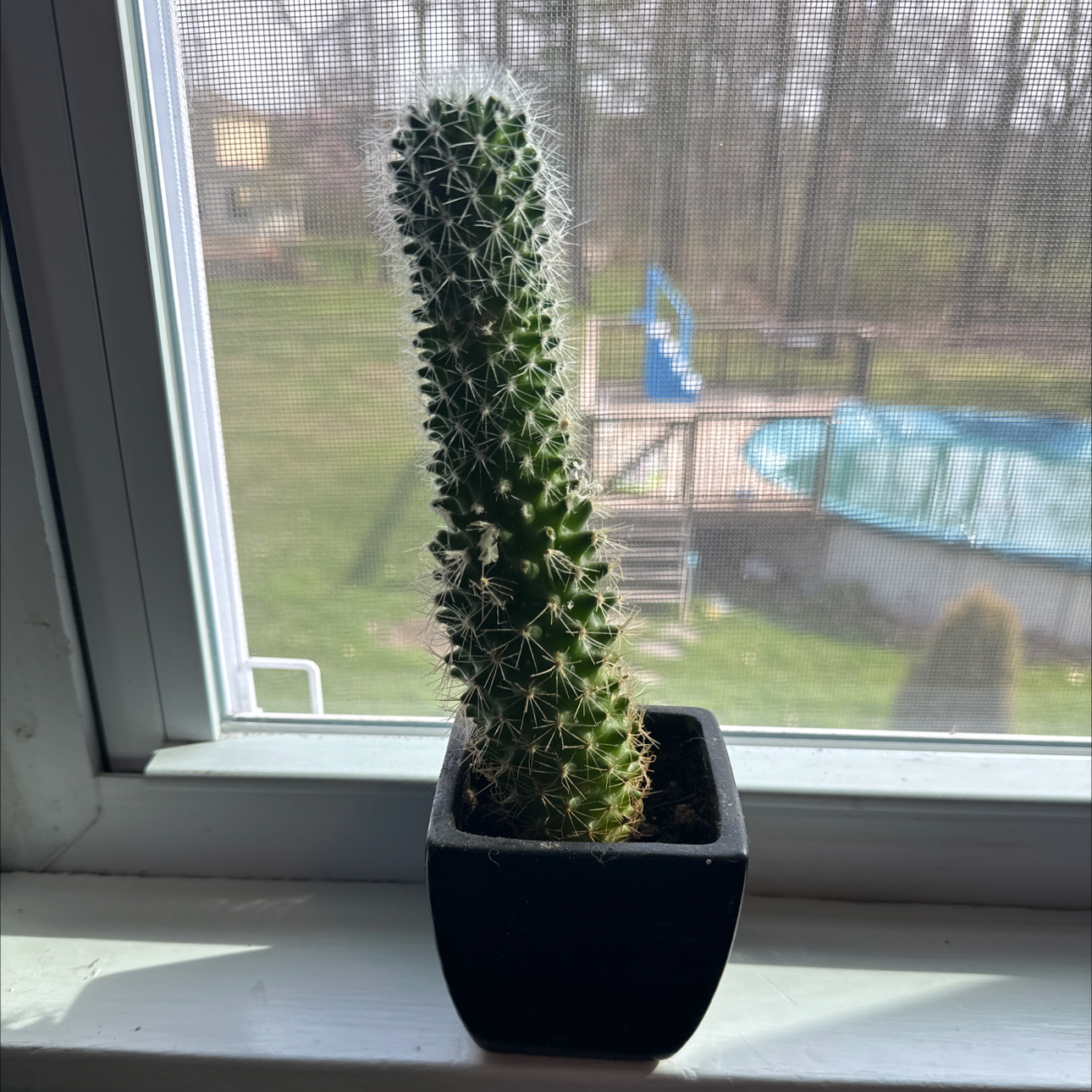 Photo of the plant species Red Torch Cactus by @CleverGreen named Sherlock on Greg, the plant care app